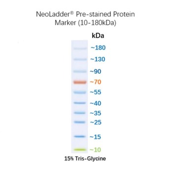 NeoLadder® Pre-stained Protein Marker (10-180kDa)