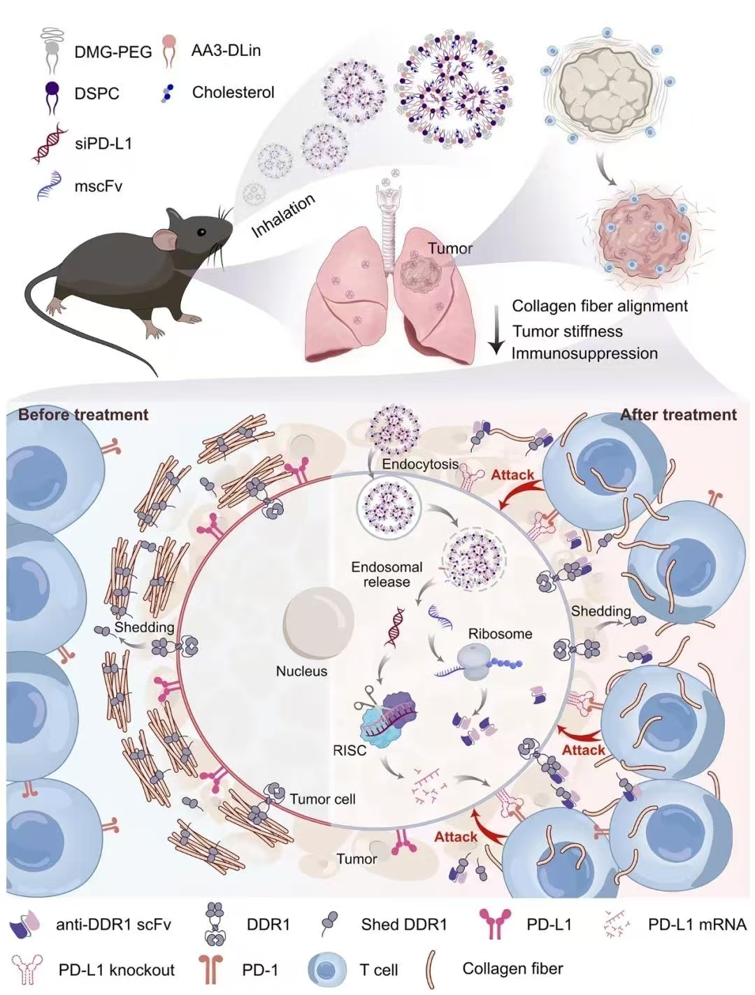 吸入mscFv/siPD-L1@LNP 诱导肺部抗肿瘤免疫的示意图