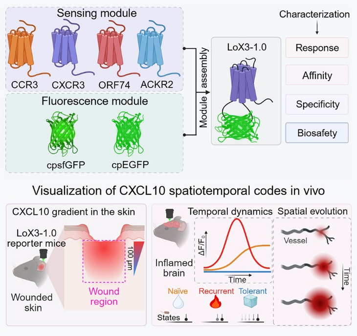 趋化因子荧光传感器的模块设计